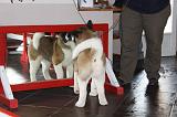 EDUCATION CHIOT 006